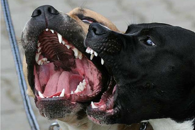 You are currently viewing Zim court punishes Kazembe and Matanga over dog bites