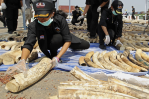 Read more about the article Large scale seizures ‘show illicit ivory trade thriving’ despite ban