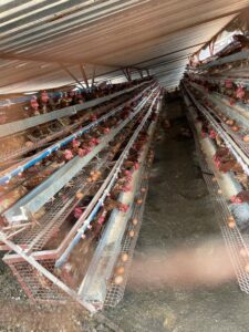 Read more about the article Glen Avon Farm hailed for integrated farming system