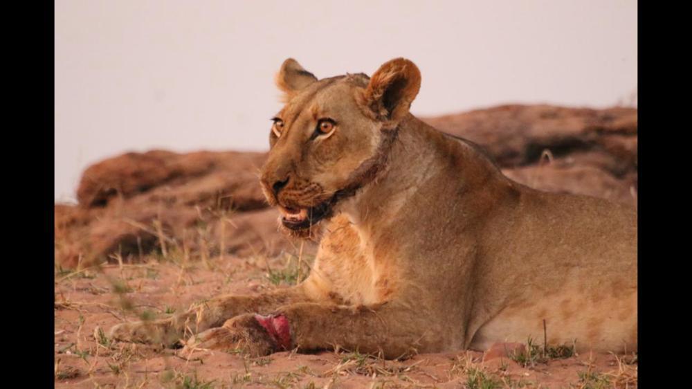 You are currently viewing Wire snare poachers maim lion, condemn elephant to excruciating death