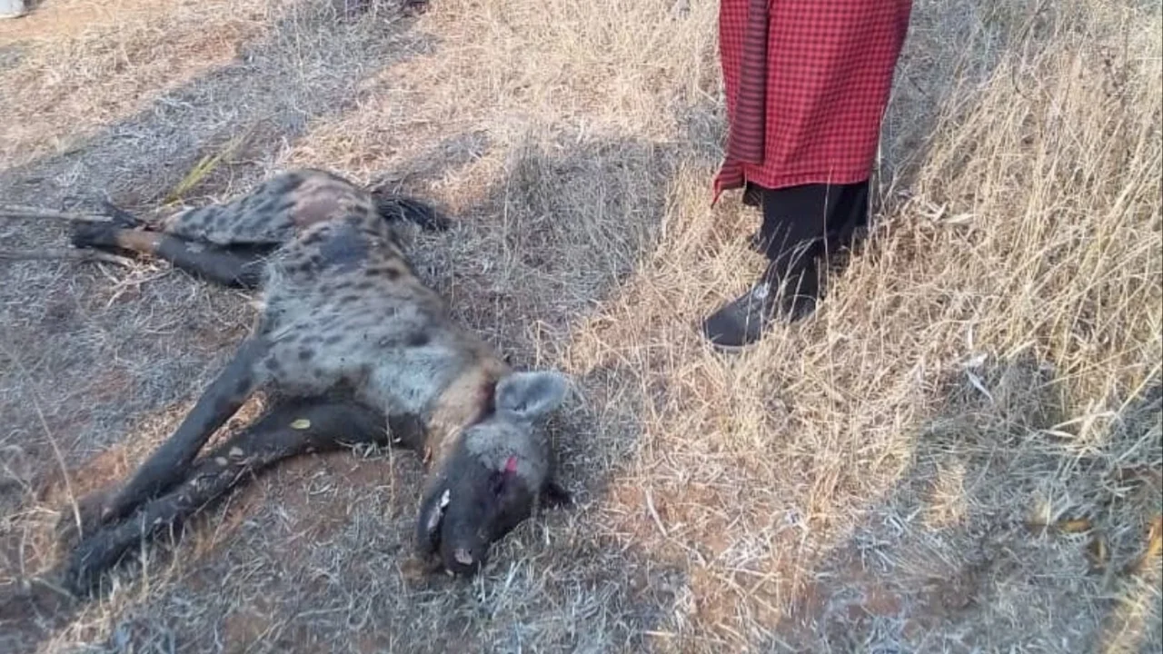 You are currently viewing ZANU PF Member Narrowly Survives A Hyena Attack in Rusape