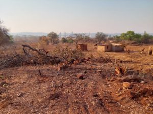 Read more about the article Community living off insects as Chinese miners take over fertile land