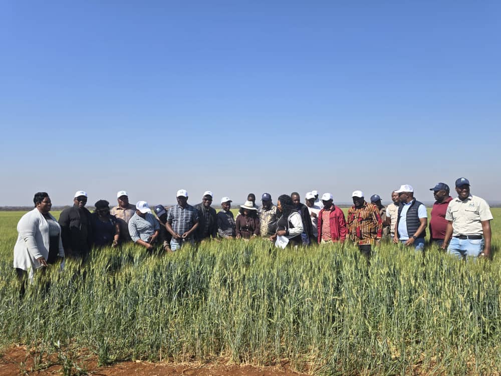 You are currently viewing AMA irrigation projects transform Mash Central farming